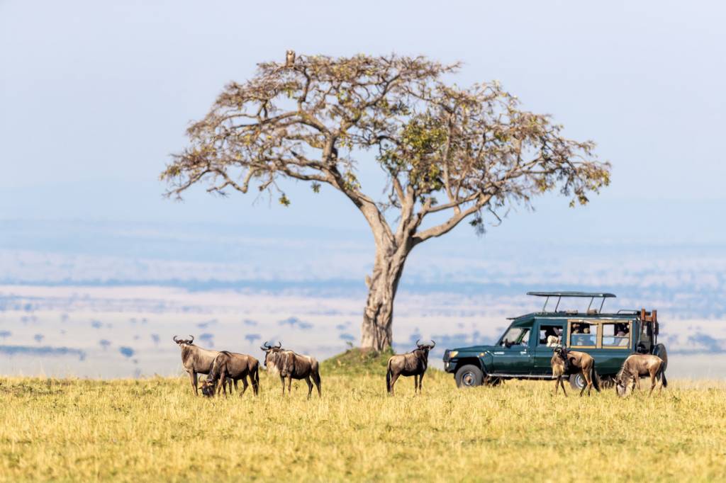 safari faune africaine